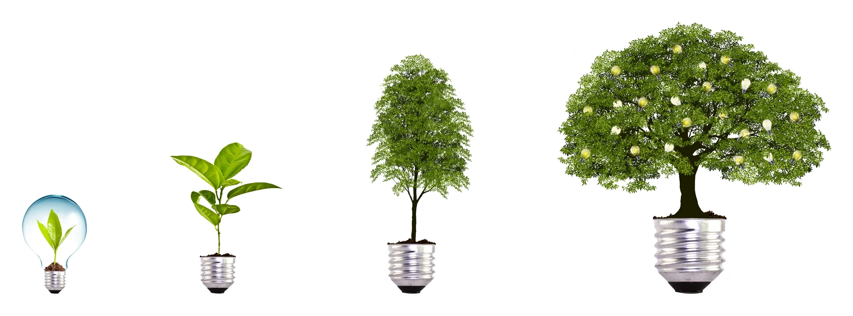 tree growing depecting sustainability